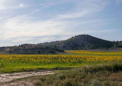 fotografía de girasoles en Sardón de Duero Valladolid